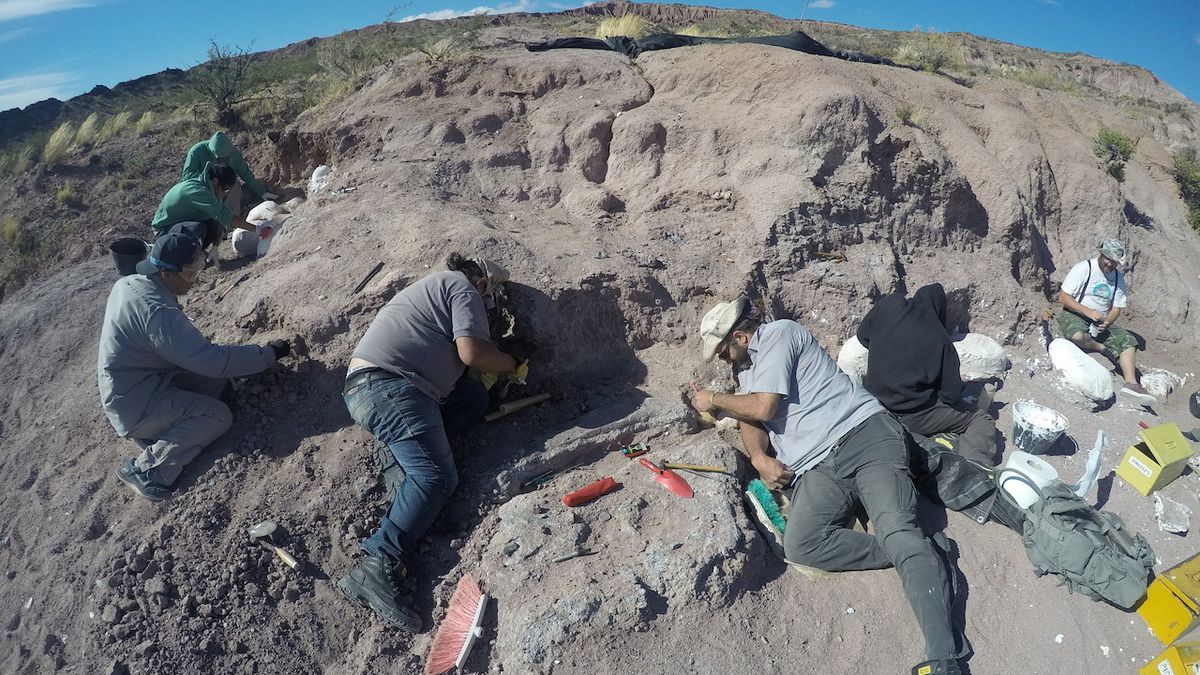 V Argentině odhalili nejstaršího titanosaura. Po Zemi kráčel před 140 miliony lety